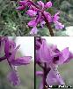 Fleurs Sepales