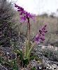 Orchis olbiensis