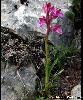 Orchis papilionacea