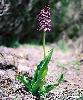 Orchis purpurea