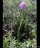 Orchis tridentata