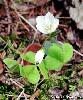 Oxalis acetosella