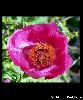 Fleur