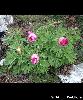 Paeonia officinalis subsp. huthii