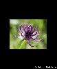 Fleur