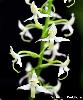 Platanthera bifolia