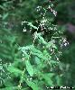 Prenanthes purpurea