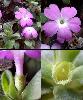 Fleur Fruit