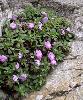 Primula allionii