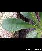 Feuille