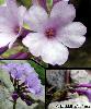 Fleur Bractees Calice