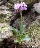 Primula latifolia