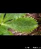 Feuille