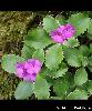 Primula marginata