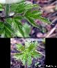 Bractees Feuille