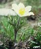 Pulsatilla alpina subsp. apiifolia