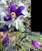 Fleur Bractees