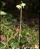 Pyrola chlorantha