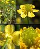 Fleur Fruit