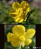 Fleur Sepales