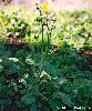 Ranunculus velutinus
