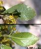 Feuille
