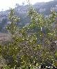 Rhamnus alaternus