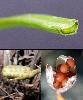Feuille Fruit