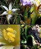 Fleur Spathes Bouton