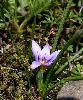 Fleur Violette