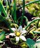 Romulea columnae