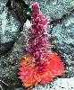 Plante Rouge