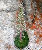 Saxifraga florulenta
