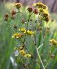 Senecio erraticus