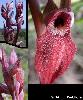 Fleurs Sepales