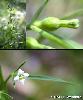 Fleur Fruit