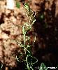 Thesium alpinum