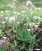 Trifolium montanum