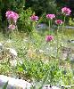 Trifolium Montanum Rose