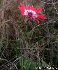 X Anemone variata