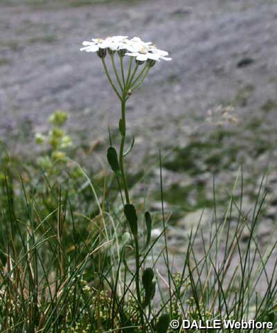Achillea erba-rotta