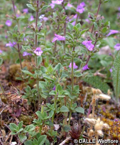 Acinos alpinus