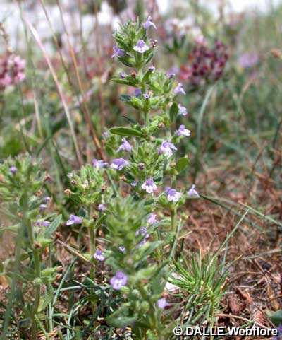 Acinos arvensis