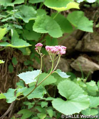Adenostyles alpina