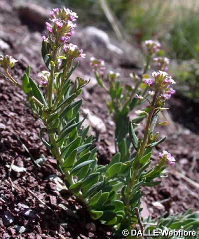 Aethionema saxatile