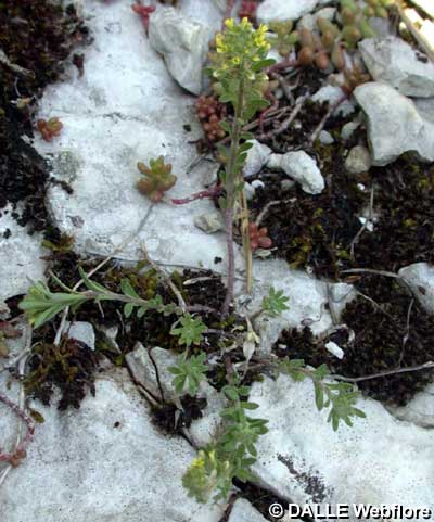 Alyssum alyssoides