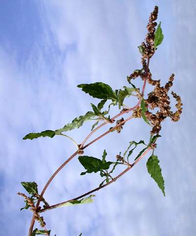 Amaranthus deflexus