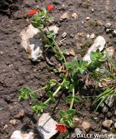 Anagallis arvensis