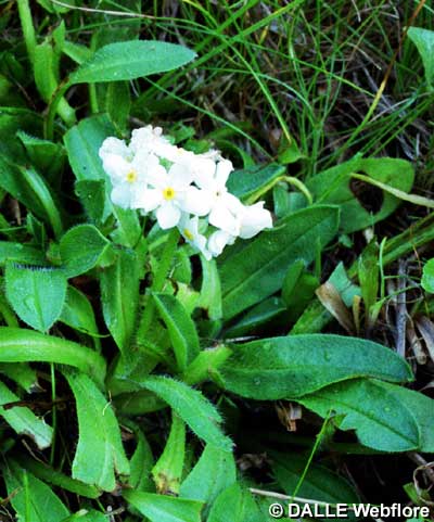 Androsace obtusifolia