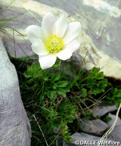 Anemone baldensis